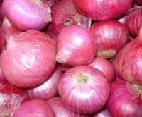 Fresh Indian Onions