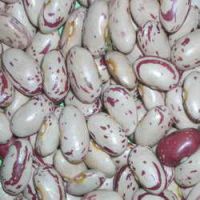 various chinese kidney beans