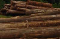 mixed tropical logs