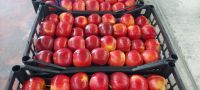 Fresh Turkish Apples