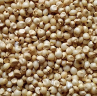 sorghum {jawar}