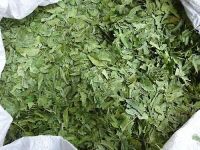 Dry Neem Leaves