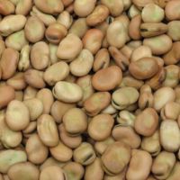 Faba Beans