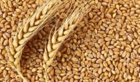 Wheat Grain