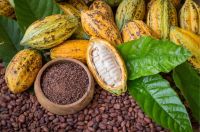 Cocoa Seeds