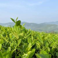 Green Tea Powder Extract