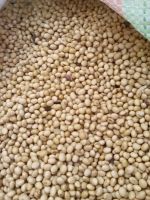 Quality Organic Soybean & Soybean meal 42% Protein