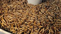 Black Soldier Fly Larvae - dried mealworm - silkworm - dry cricket -Grasshopper