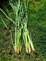 Fresh Lemongrass