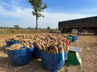 Fresh Cassava Root