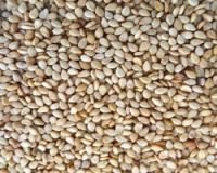 Sesame Seeds (Sesamum indicum)