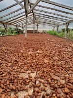 Natural Dry Cocoa Beans from SAO TOME and PRINCIPE