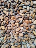 Natural Dry Cocoa Beans from Cameroon