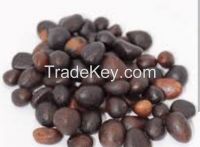 Palm kernel, nut and shell