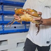 CRAB, FRESH CRAB, LIVE MUD CRAB