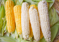 Best Selling High Grade Non-GMO Yellow Maize Corn, White Maize Corn and Organic Dried Maize Corn. Wholesale Pricing