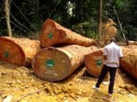 AZOBE LOGS