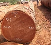 Sapelli  round logs 