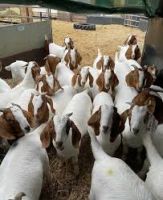 Pregnant Boer Goats and Healthy Saanen goats