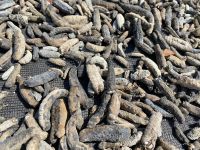 dried sea cucumbers