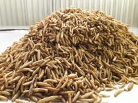 Dried Maggot