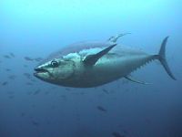 Yellowfin Tuna