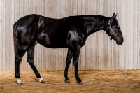 horse for sale
