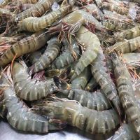Frozen shrimp