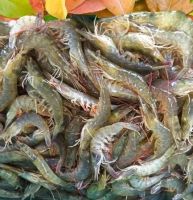 Indonesia Seafood