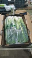 Fresh Green Onion