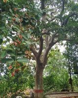 Terminalia Arjuna ( Arjunchal / Arjuna Bark) Whole