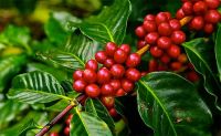 Arabica Coffee Beans