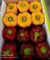 Colored Capsicum