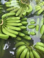 Fresh Cavendish Banana From Vietnam