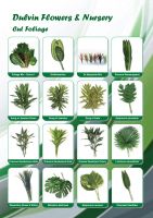 Foliage Plants
