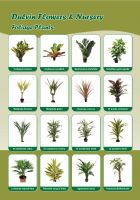 Indoor Plants