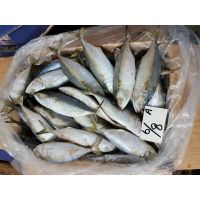 Fresh Indian Mackerel Fish - Banger Fish In Pakistan