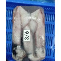 Loligo Squid