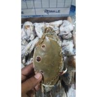 Three Spot Crab