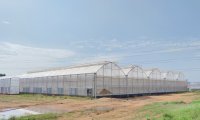Modern Multi-span Plastic Film Greenhouse with climate control systems for year-round and efficient crop growing