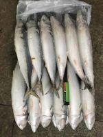 Pacific mackerel