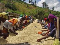 Specialy Coffee from Rwanda