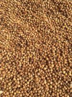 I am selling cleaned coriander