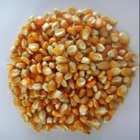 Yellow corn/ corn maized for animal feed