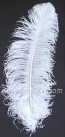 Ostrich Wing Plumes