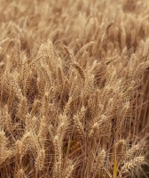 Wheat flour grain
