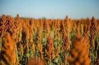 Sorghum