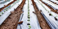 greenhouse and mulch films