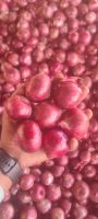 fresh chilled onion 