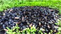 COCOA POD HUSK